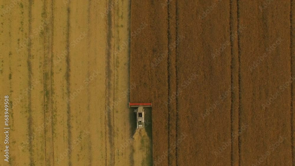 Aerial view of combine harvester gathers the golden wheat at cloudy day 4K