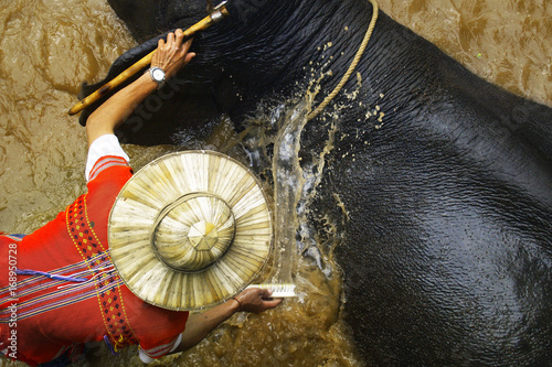 Man bathing elephant