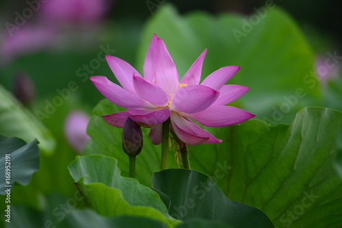 lotus