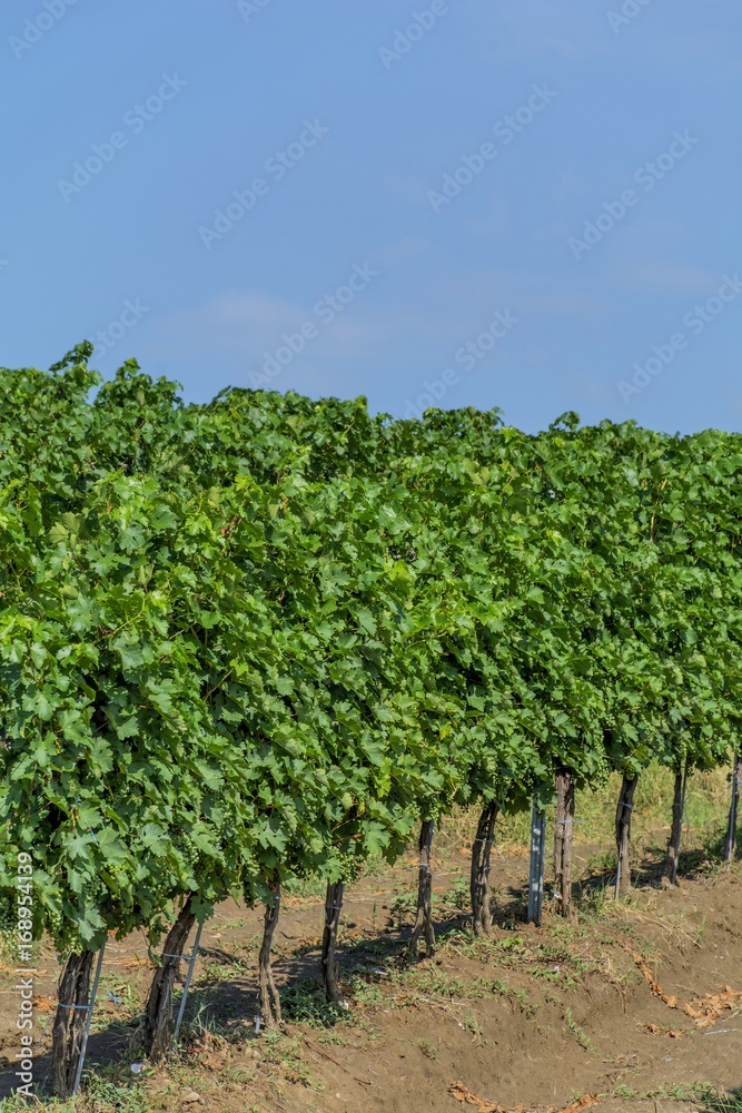 Closeup view of a grape vine with row of grapes against blue sky. Beautiful vineyard is situated near Murfatlar in Romania.