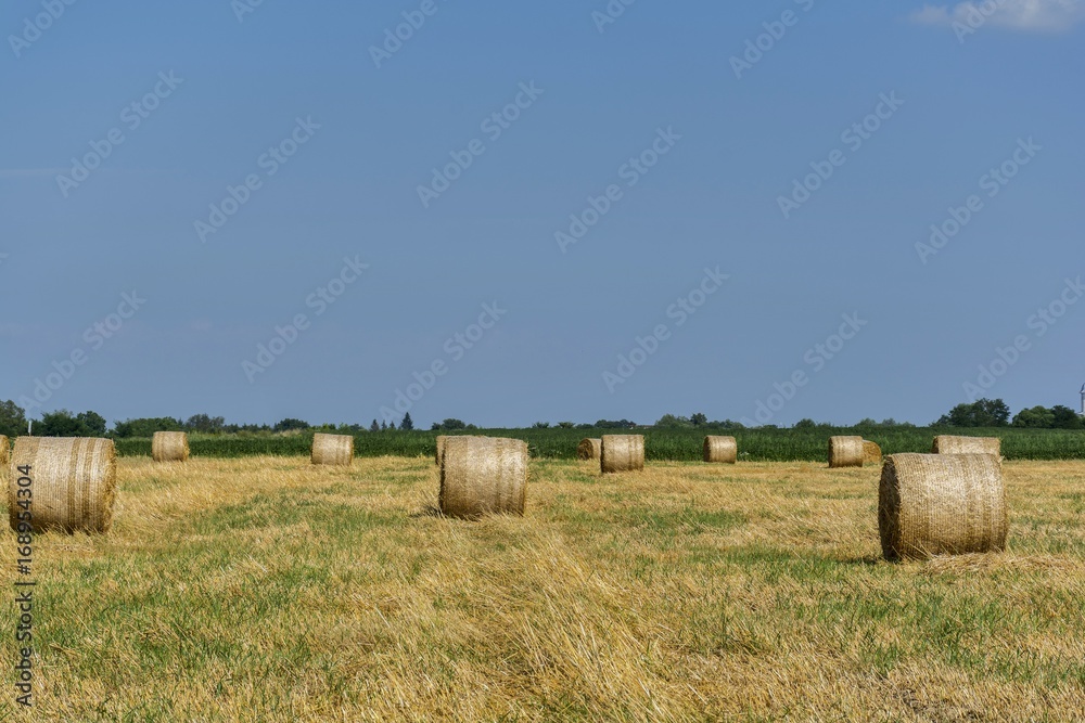 Round bales of straw on cut grain field. Round straw bales in harvested fields and blue sky with clouds. Round bales of hay left in the field after harvesting.