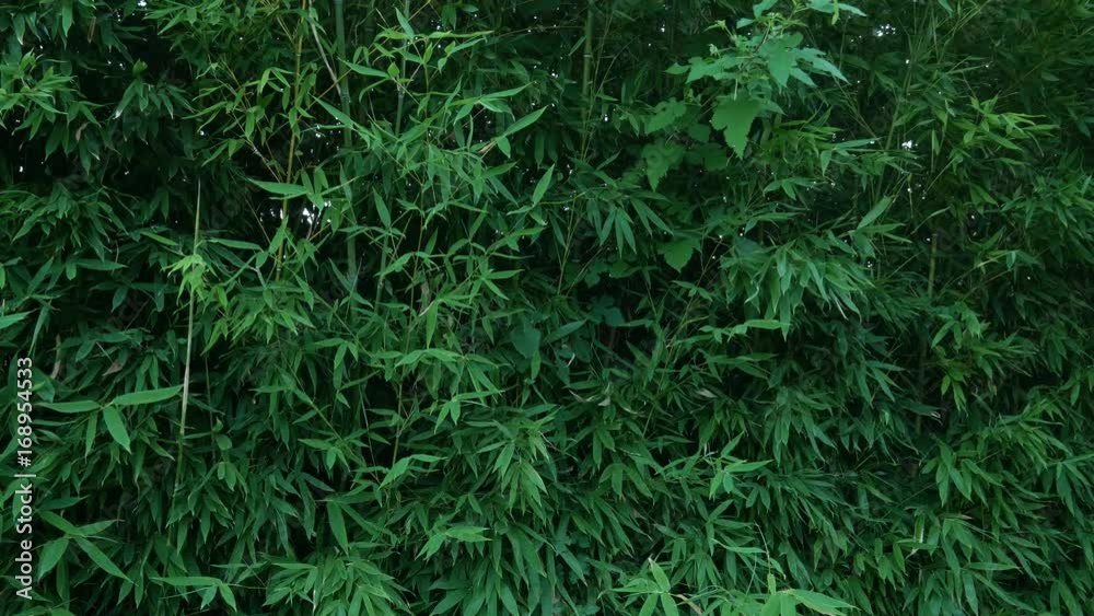 Green bamboo leaves swaying with the gentle breeze Green bamboo leaves swaying with the gentle breeze