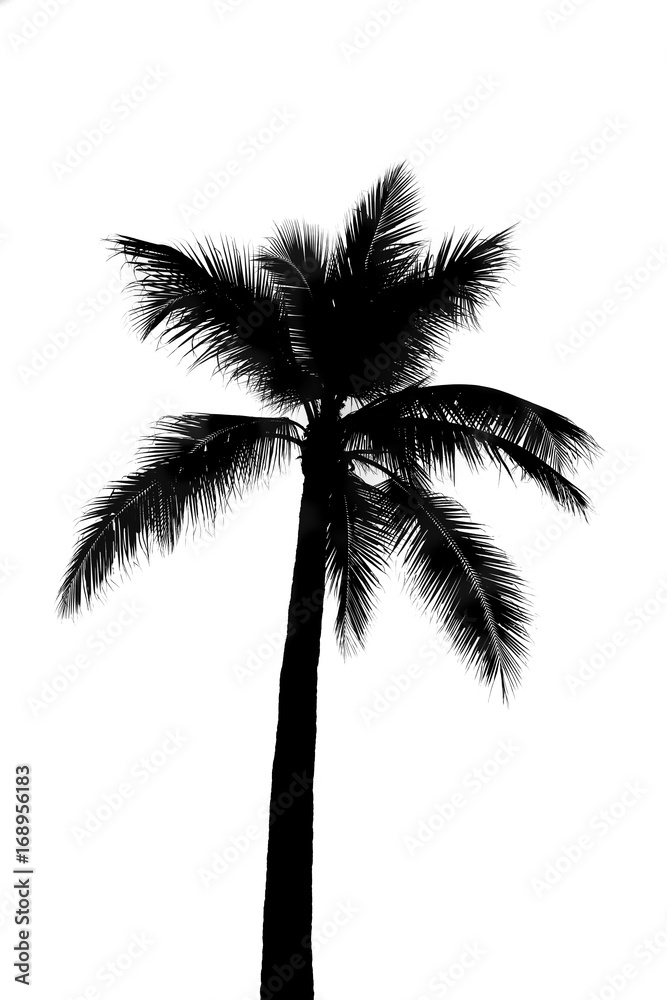 Obraz premium coconut tree or palm tree silhouette black on white