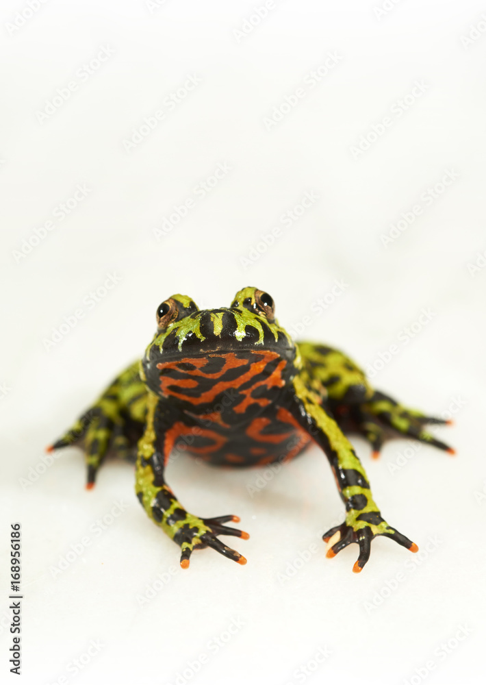 Obraz premium Fire-bellied toad on white.