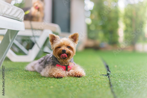 Yorkshire terrier dog lies and smile on the green grass.