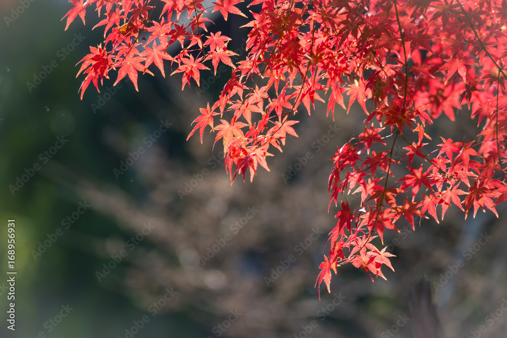 Colorful of maple leaves in autumn. Colorful of maple leaves in autumn.