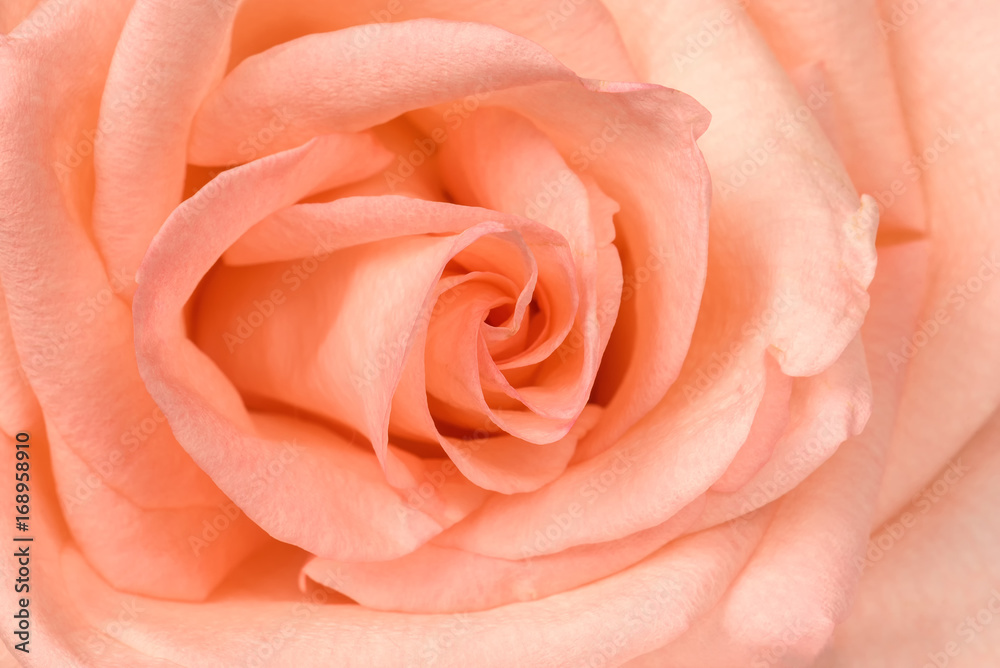 Beautiful pink rose close-up. Macro photo, floral background. Beautiful pink rose close-up. Macro photo, floral background.