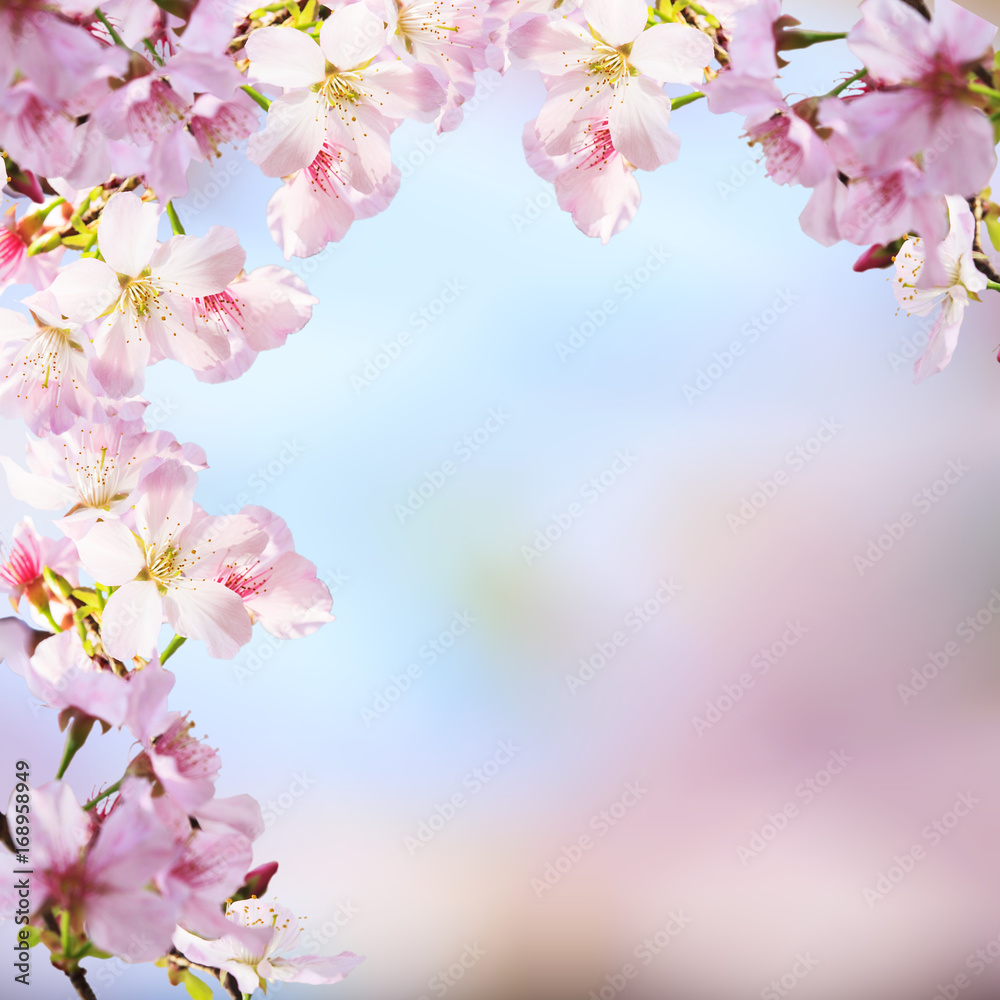 realistic sakura cherry branch with blooming flowers with nice background color