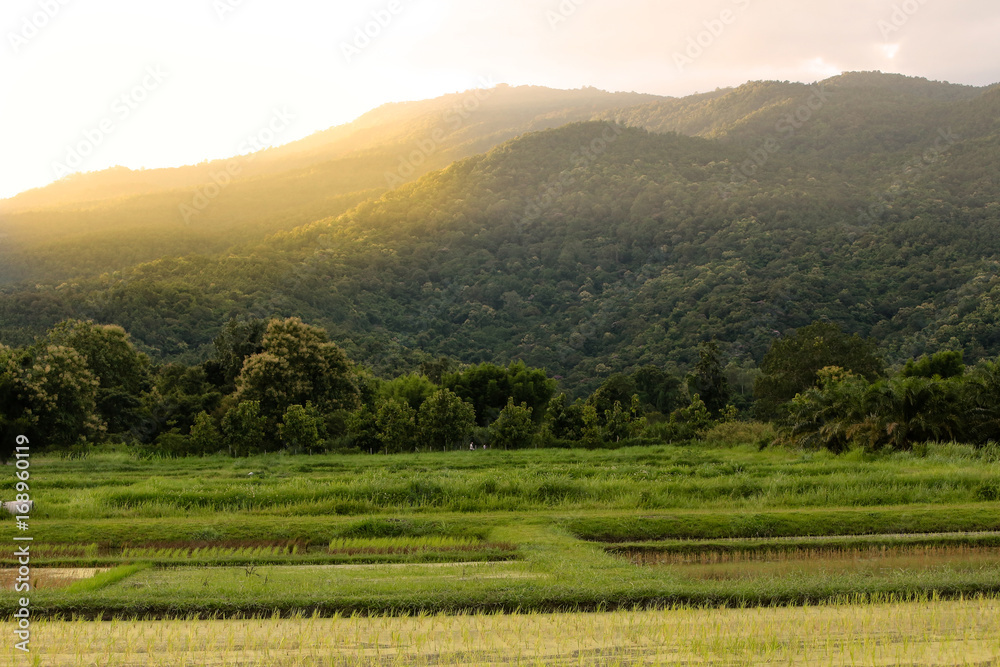Fototapeta premium Beautiful landscape of rice field and green mountain with sunlight in the afternoon.