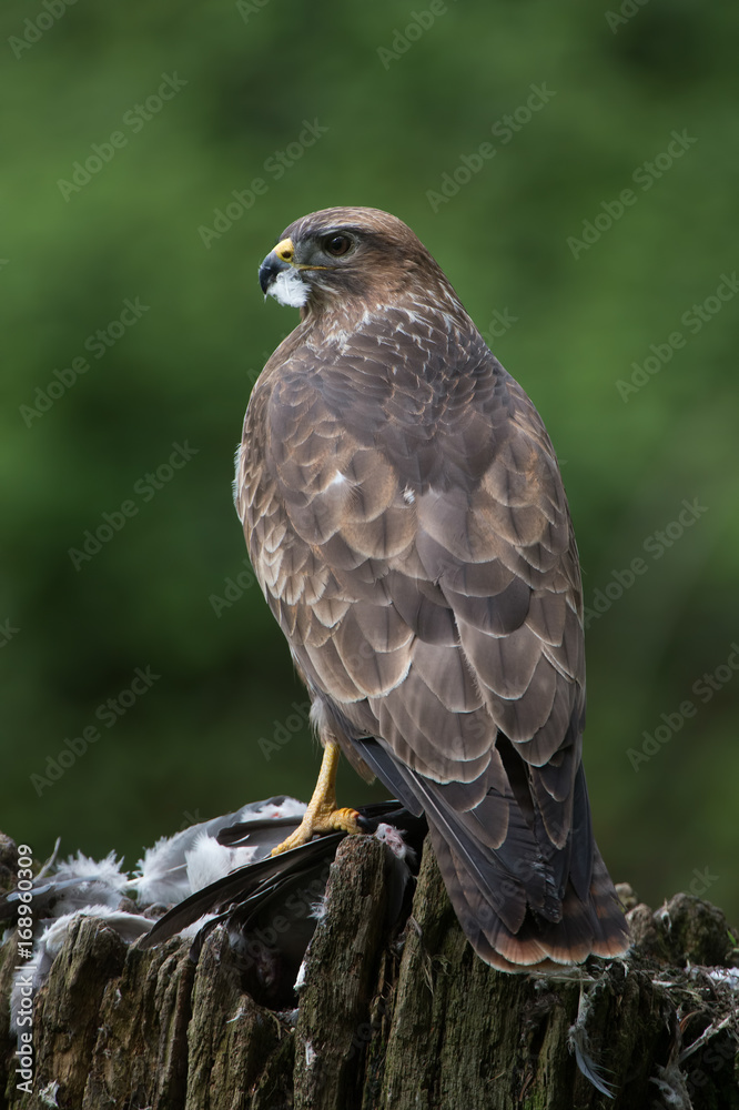 Common Buzzard (Buteo buteo)/Common Buzzard perched on prey in the centre of a forest Common Buzzard (Buteo buteo)/Common Buzzard perched on prey in the centre of a forest