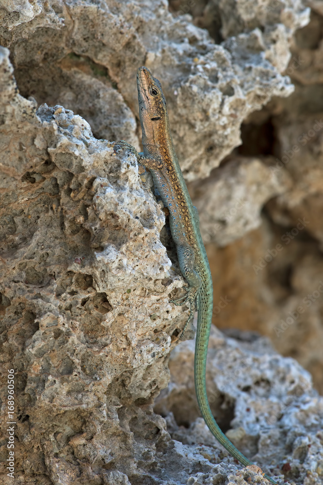 Oertzen Rock Lizard (Anatolacerta Oertzeni)/Anatolacerta Oertzeni lizard basking on rock Oertzen Rock Lizard (Anatolacerta Oertzeni)/Anatolacerta Oertzeni lizard basking on rock