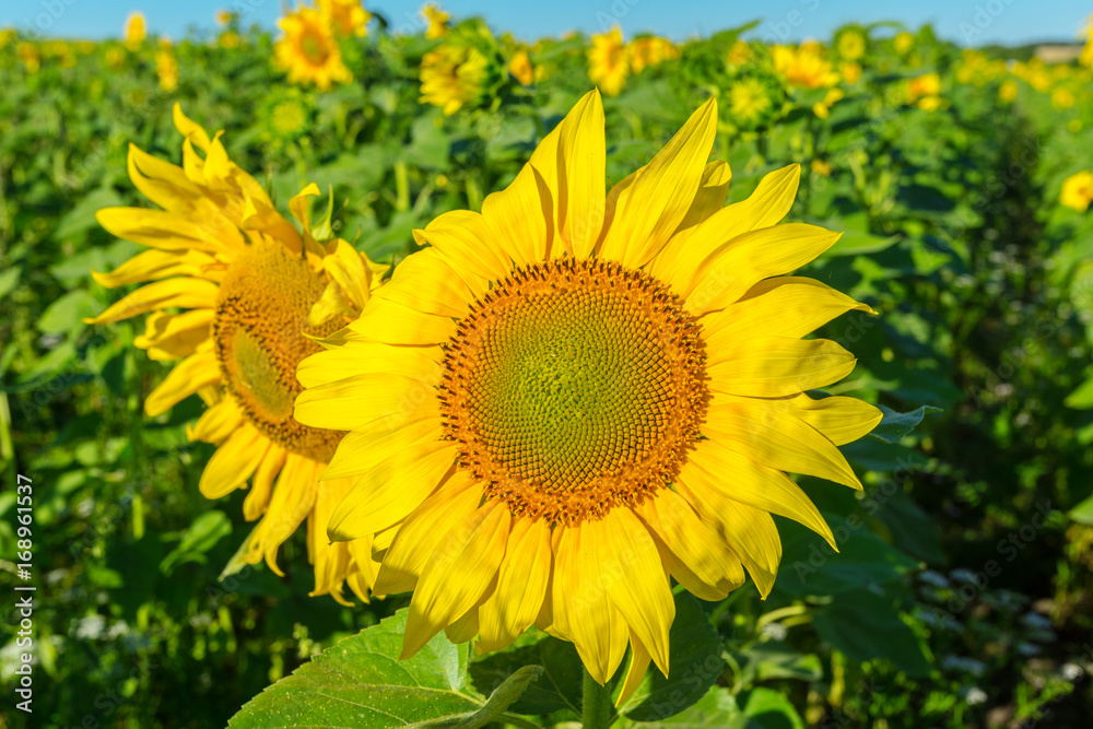 Fototapeta premium Yellow field of sunflowers
