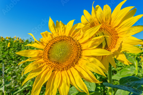 Yellow field of sunflowers