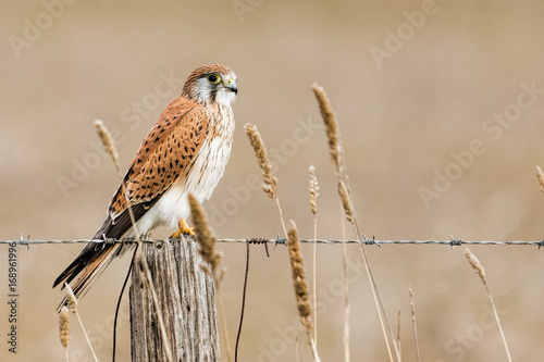 Foto Australian or Nankeen Kestrel (Falco cenchroides) photographed near Little River