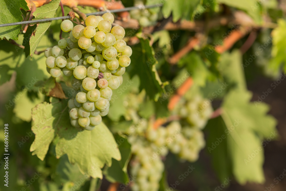 Large bunches of grapes ripen against a background of greenery, close-up Large bunches of grapes ripen against a background of greenery, close-up