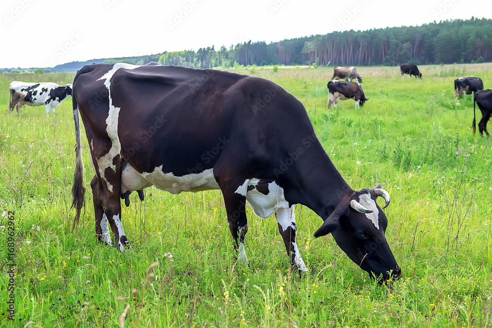 Black and white cow in a grassy field naturally eating and enjoying the green fresh grass Black and white cow in a grassy field naturally eating and enjoying the green fresh grass
