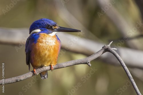 Azure Kingfisher (Alcedo azurea) photographed at South Morang Wetlands Melbourne Australia © Andrew