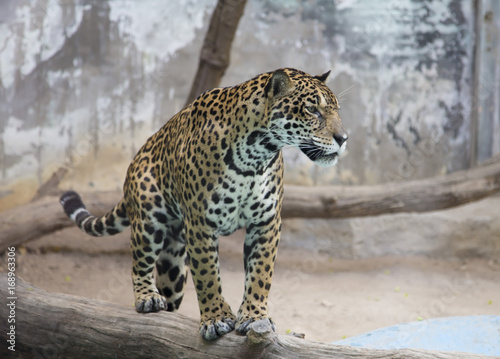 Indochinese Leopard 