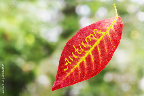 Red autumn leaf on natural background