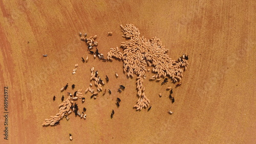 Havadan Koyun Sürüsü photo