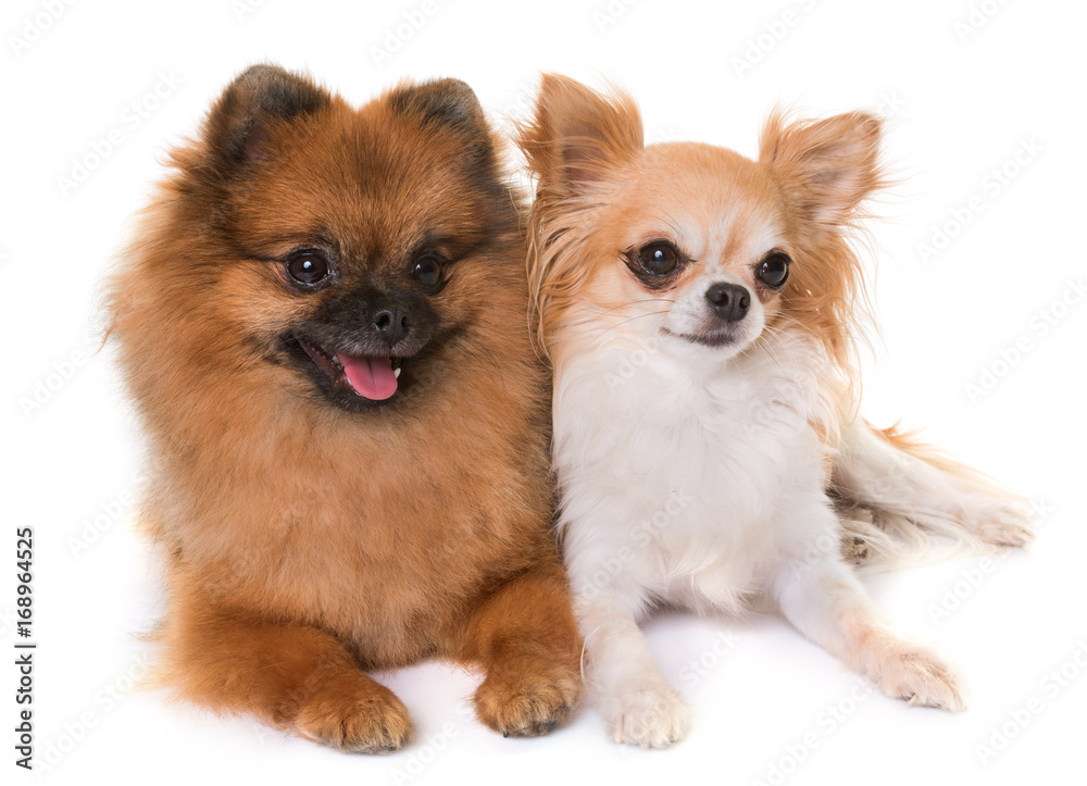 pomeranian spitz and chihuahua