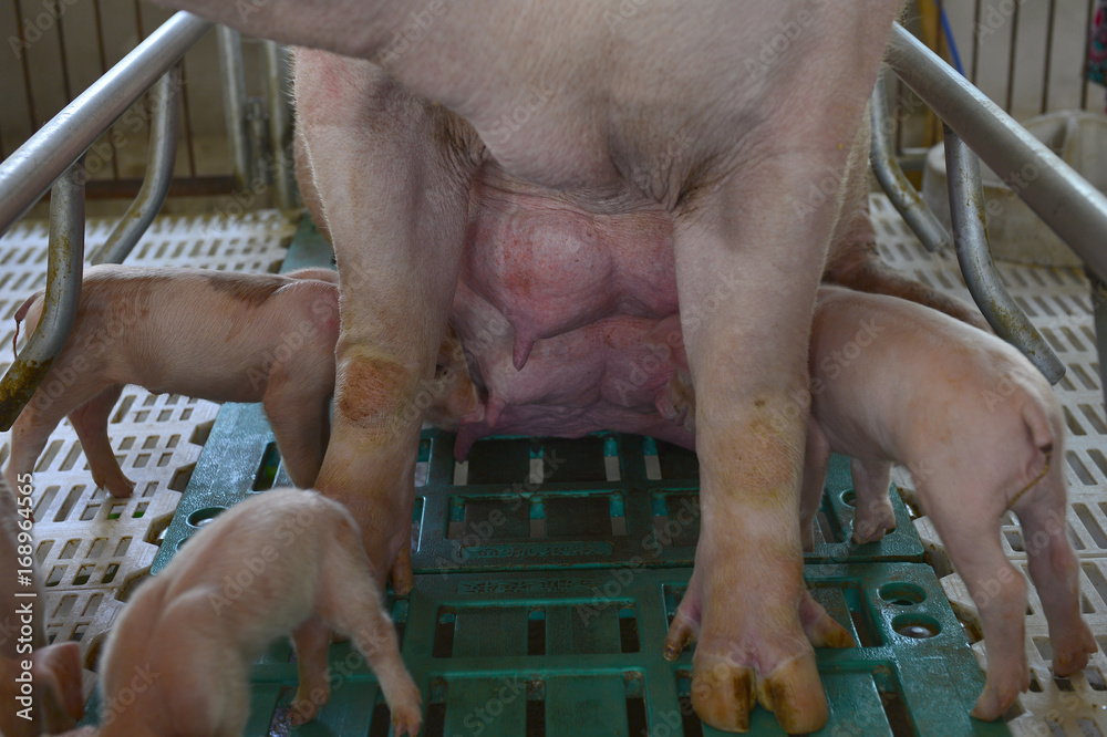 The farm pigs The farm pigs
