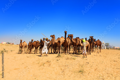Inde   Pushkar Camel Fair  Foire aux chameaux 