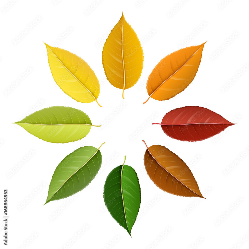 Autumn leaf set arranged in circle with color palette, isolated on white, for autumn design and decoration. Realistic vector illustration.