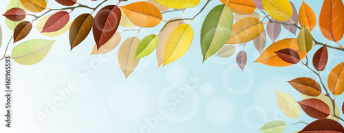 Colorful autumn tree branch with leaves. Realistic vector illustration, horizontal banner for autumn and fall design and frame.
