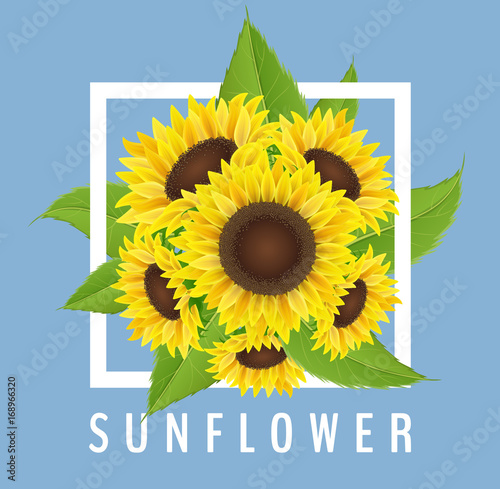 Fototapeta Naklejka Na Ścianę i Meble -  Sunflower bouquet from top view, on blue background, with white frame. Realistic vector illustration for summer and autumn decoration and design