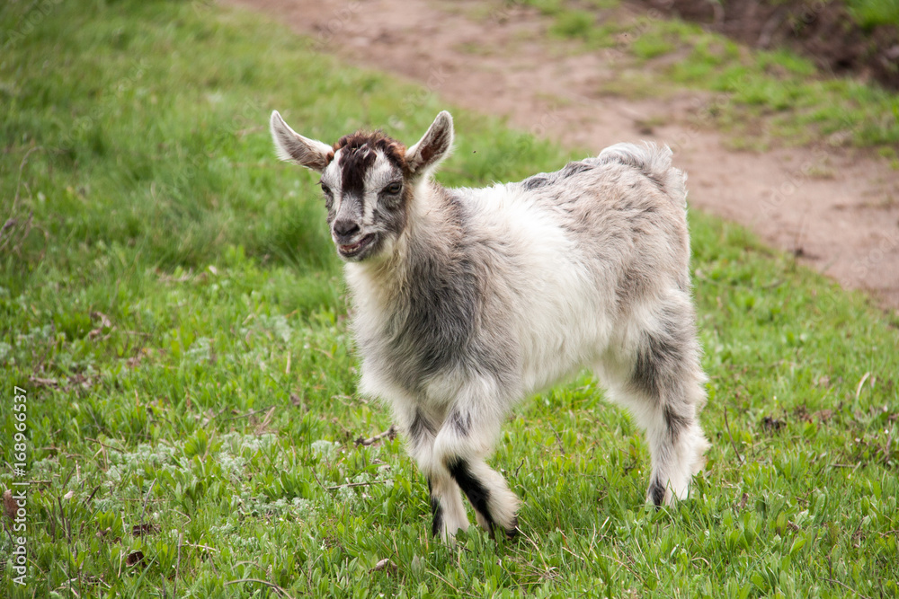 One little kid goat is grazing on the grass One little kid goat is grazing on the grass