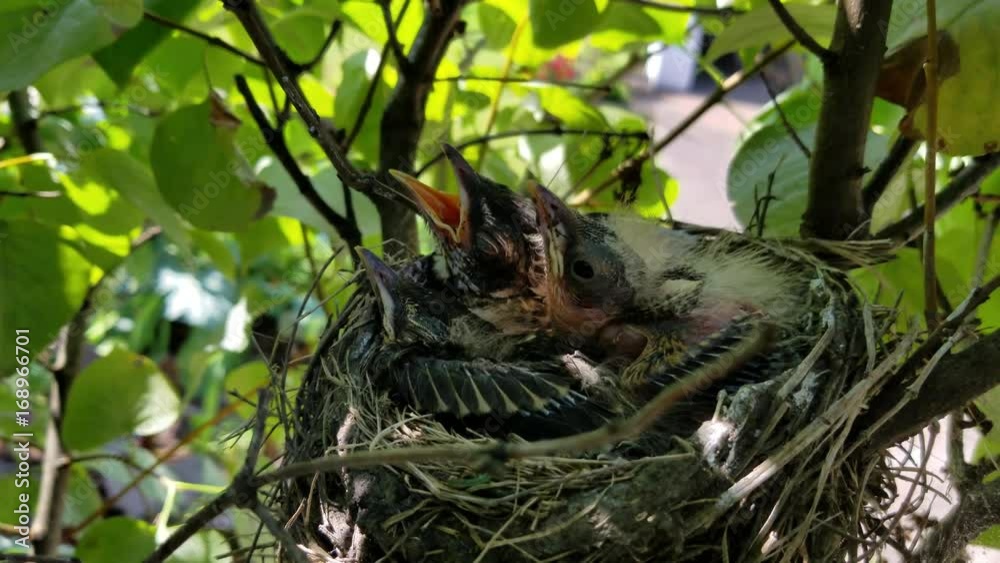 Baby birds in their nest in an urban garden shrub.