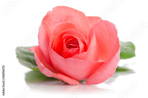 beautiful single pink rose lying down on a white background