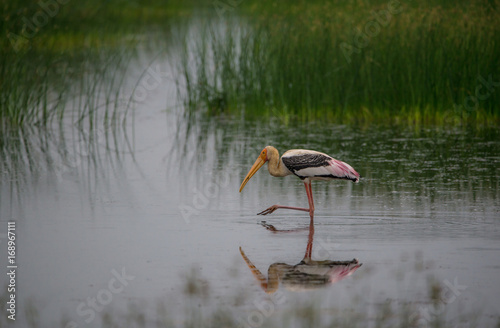 Painted Stork in the morning