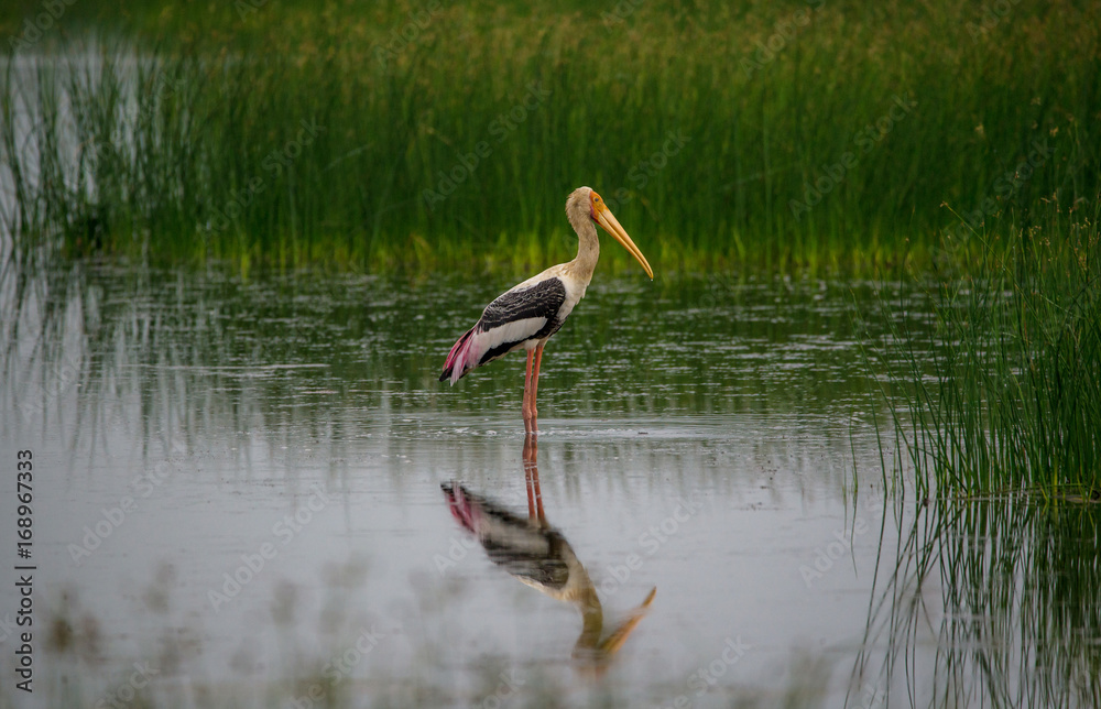 Fototapeta premium Painted Stork Stand