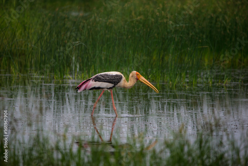 Painted Stork Walking on Water