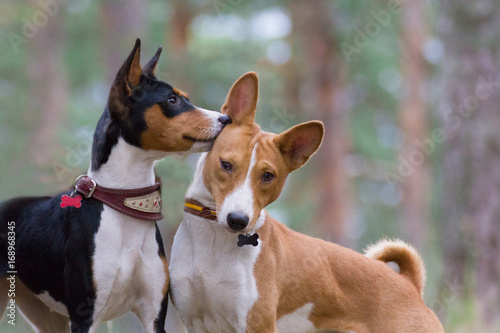 Basenji whispers something in the ear of his girlfriend in the forest photo
