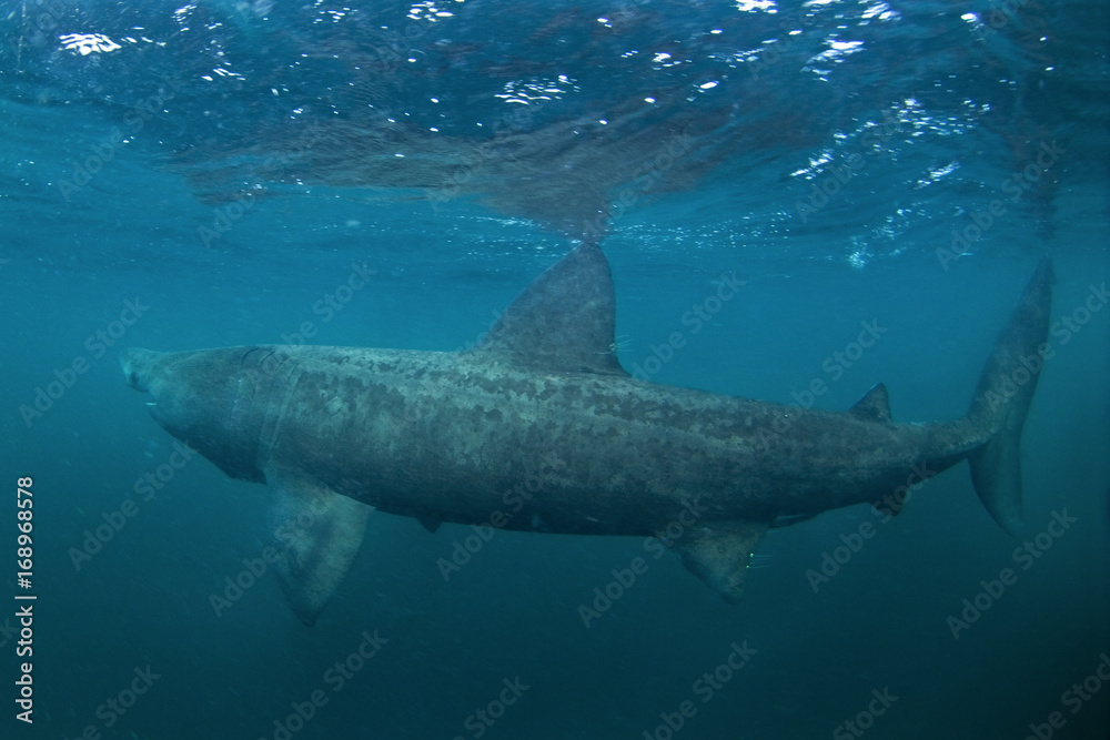 Fototapeta premium basking shark, cetorhinus maximus, Coll island, Scotland