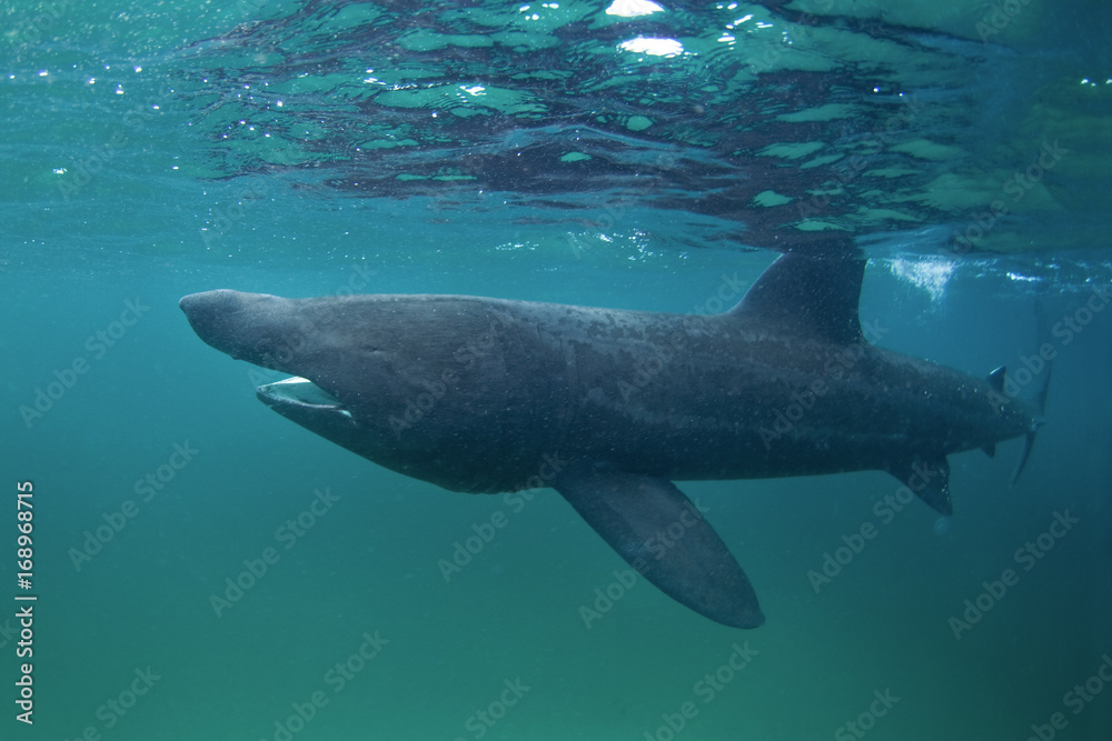 Naklejka premium basking shark, cetorhinus maximus, Coll island, Scotland