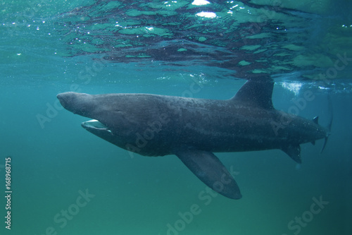 basking shark, cetorhinus maximus, Coll island, Scotland