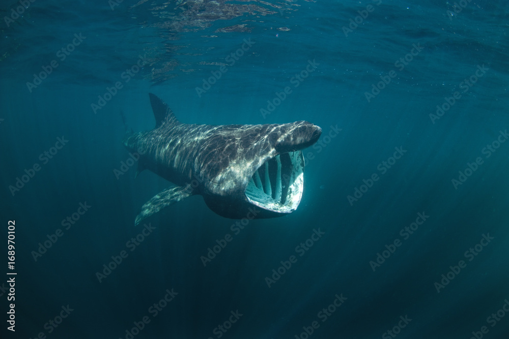 Fototapeta premium olbrzymi rekin, cetorhinus maximus, wyspa Coll, Szkocja