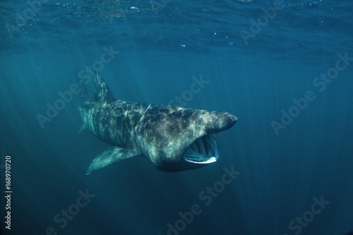 basking shark, cetorhinus maximus, Coll island, Scotland © prochym