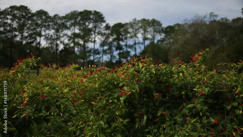 A field of Tabasco pepper plants in Louisiana is ready to be harvested and turned into tabasco sauce. A field of Tabasco pepper plants in Louisiana is ready to be harvested and turned into tabasco sauce.