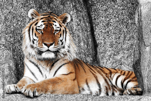 Imposanter Tiger