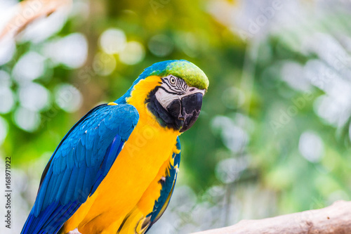インコ