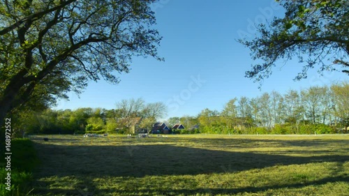 sheep with lambs organic dairy farm WIDE TOTAL photo