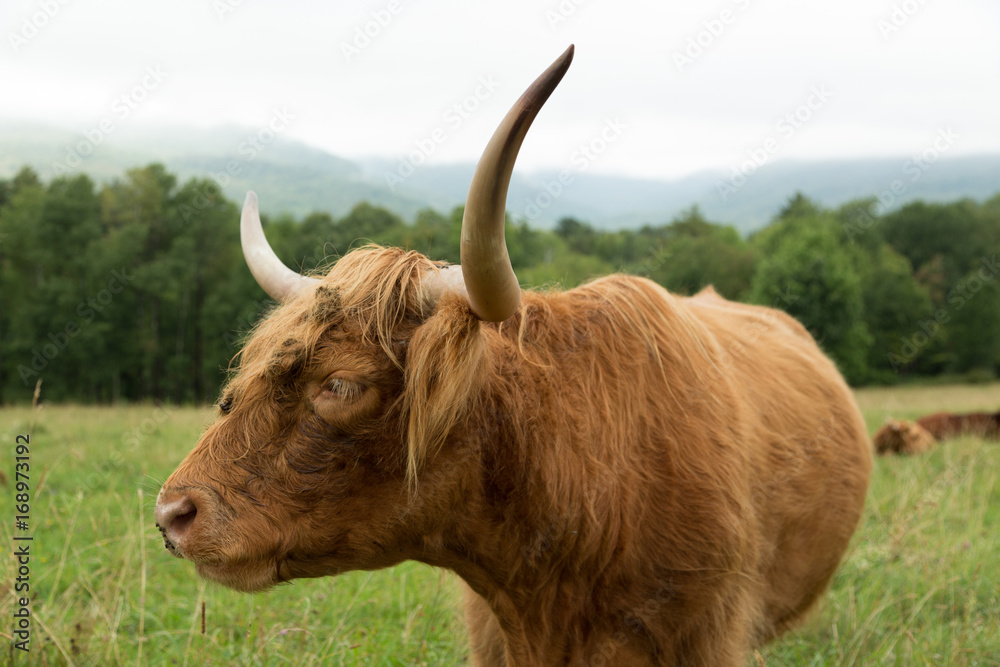 Highland Cattle in Vermont Highland Cattle in Vermont