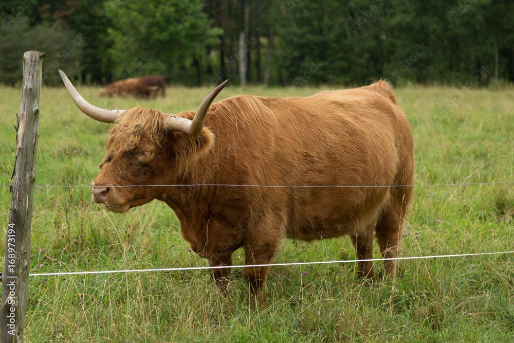 Highland Cattle in Vermont Highland Cattle in Vermont