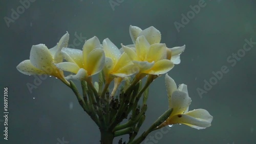 Slow motion, close up raindrops falling over beautiful white and yellow flowers on lush green bush during heavy summer rainfall