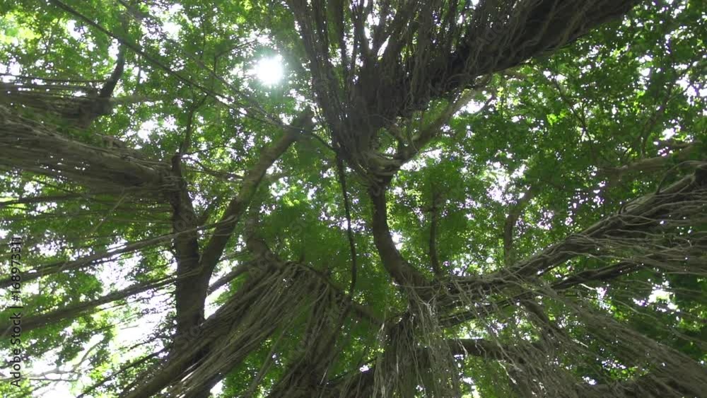 LOW ANGLE VIEW CLOSE UP: Jungle vines hanging from lush banyan treetop in overgrown primeval rainforest. Sun rays penetrating lush forest vegetation shining on climbing plants on ancient branches 